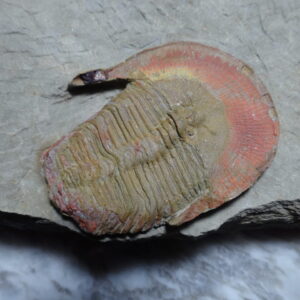 Harpides and Parvilichas Trilobites for sale - Image 3