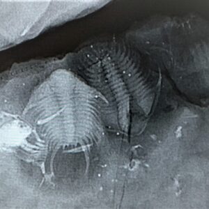 Foulonia Trilobites from the Ordovician of Morocco - Image 3