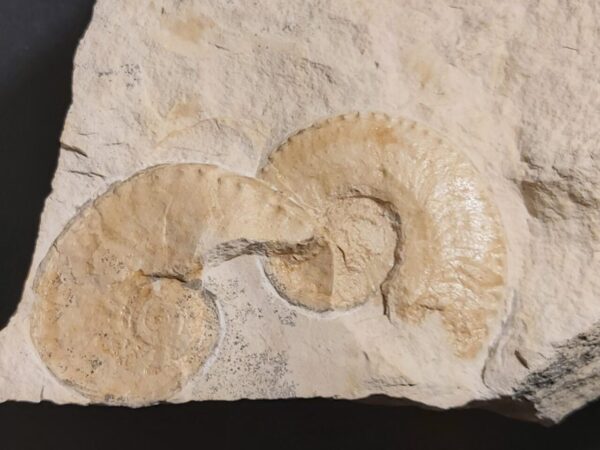 Solnhofen Ammonite Fontanesiella for sale at the online store fossilcave.com