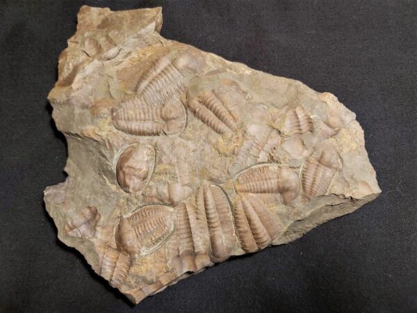 Czech Trilobite Ellipsocephalus hoffi for sale at the online store fosilcave.com