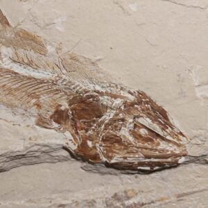 Hakelia Fish fossil from Lebanon (11.5 inches!) for sale - Image 4