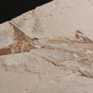 Hakelia Fish fossil from Lebanon (11.5 inches!) for sale - Image 3