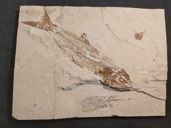 Hakelia Fish fossil from Lebanon for sale here at the online store fossilcave.com