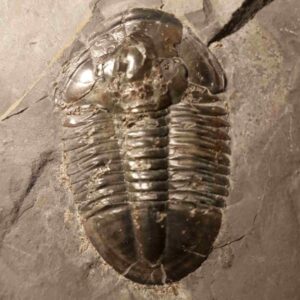 Large Trliobite Asaphiscus wheeleri at the online store www.fossilcave.com