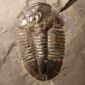 Large Trliobite Asaphiscus wheeleri at the online store www.fossilcave.com