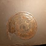 Jurassic Ammonite Hildoceras sublevinsoni from Lias of Ohmden in Germany