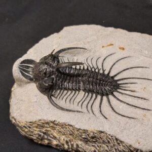Quadrops flexuosa Trilobite for sale from Morocco - Image 4