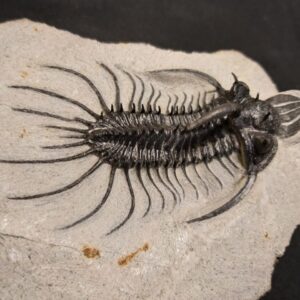 Quadrops flexuosa Trilobite for sale from Morocco - Image 3