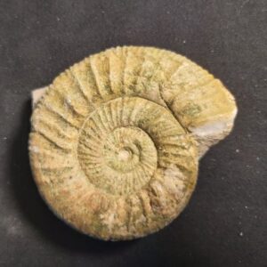 Ammonite Orthosphinctes for sale at the online store fossilcave.com