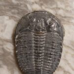 Elrathia Kingii fossil Trilobite