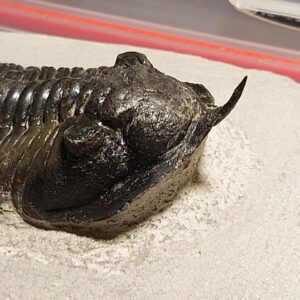 Morocconites malladoides Trilobite from Morocco - Image 4
