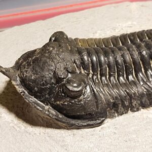 Morocconites malladoides Trilobite from Morocco - Image 3