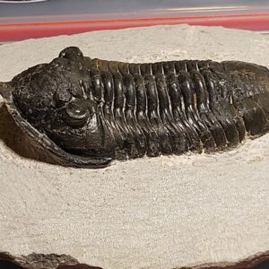 Morocconites malladoides Trilobite from Morocco - Image 5