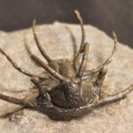 Large Ceratarges ziregensis Trilobite from Morocco