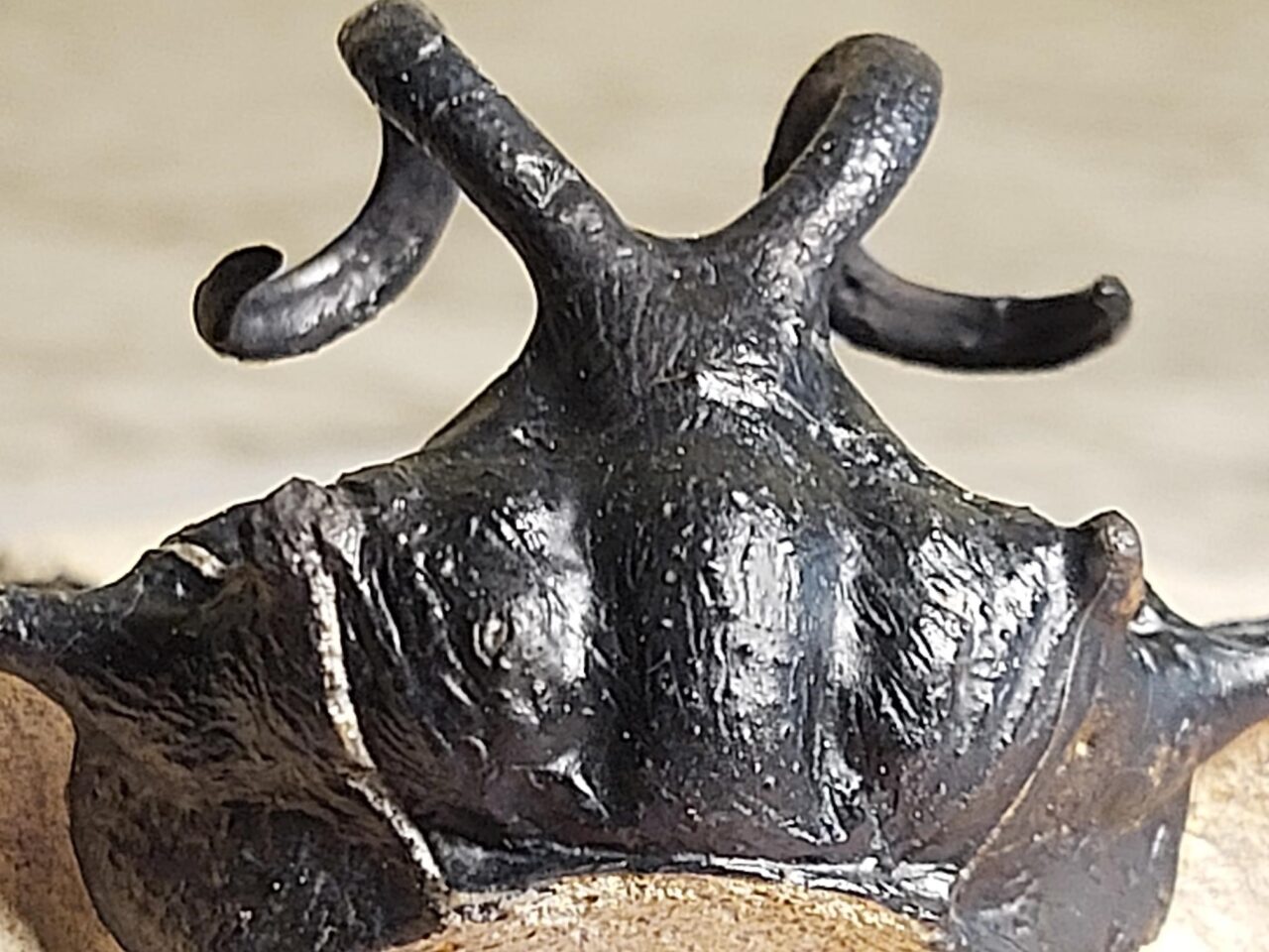 Fossils for sale online