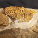 Metacanthina barrandei