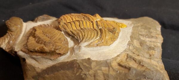 Metacanthina barrandei