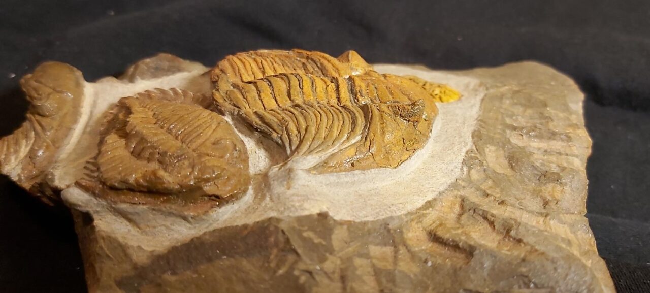 Ceratarges ziregensis Trilobite from Morocco for sale | Fossil Cave