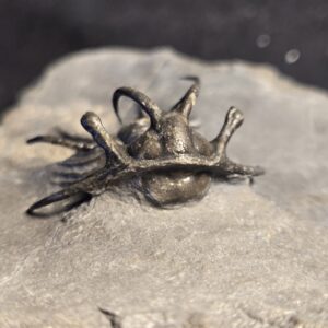 Ceratarges ziregensis - Image 5