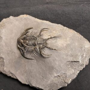 Ceratarges ziregensis Trilobite from Morocco for sale - Image 4