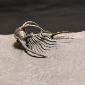 Ceratarges ziregensis Trilobite from Morocco for sale - Image 3