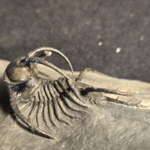 Ceratarges ziregensis - Image 6