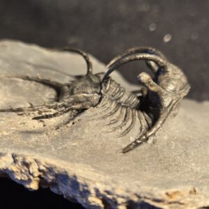 Ceratarges ziregensis - Image 7