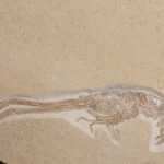 Mecochirus longimanatus jurassic Lobster