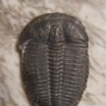 Cambrian Trilobite Elrathia kingii