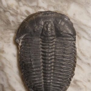 Cambrian Trilobite Elrathia kingii