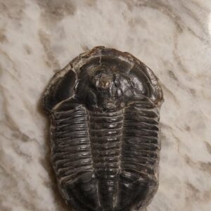 Asaphiscus wheeleri Trilobite