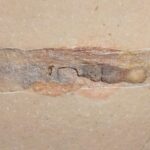 fossil Cephalopod Plesioteuthis prisca from Jurassic Solnhofen Limestones
