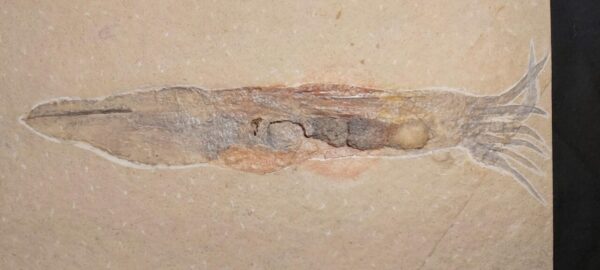 fossil Cephalopod Plesioteuthis prisca from Jurassic Solnhofen Limestones