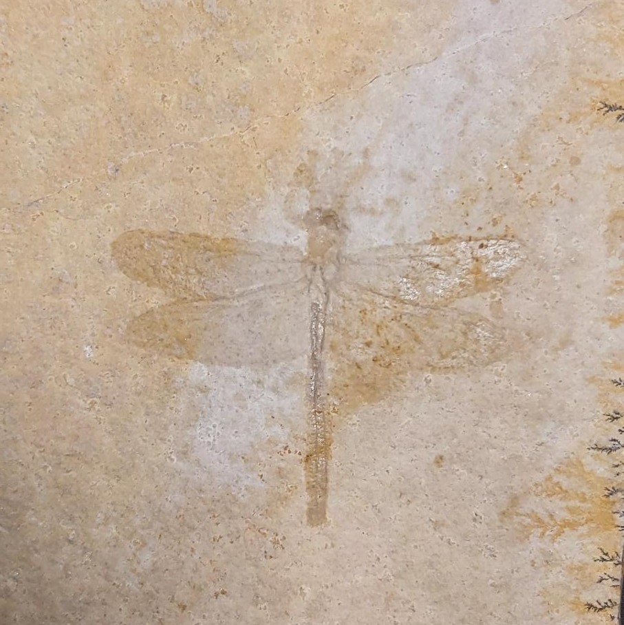 Jurassic Dragonfly Stenophlebia lantreillei for sale | Fossil Cave