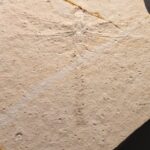 Jurassic Dragonfly Stenophlebia lantreillei to buy at the online store www.fossilcave.com