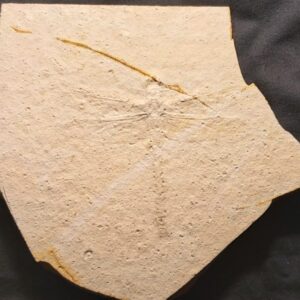 Jurassic Dragonfly Stenophlebia lantreillei for sale - Image 3