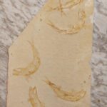 Leptolepides sprattiformis from Solnhofen Limestones