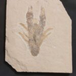 Eryma punctatum from the Solnhofen Limestones in Germany