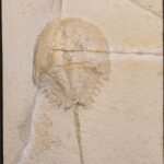 Mesolimulus walchi a fossil horseshoe Crab from Solnhofen Limestones