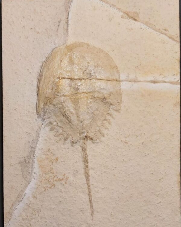 Mesolimulus walchi a fossil horseshoe Crab from Solnhofen Limestones