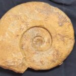 large Harpoceras pseudoserpentinum Ammonite from France at the online store fossilcave.com to buy