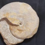 Strigoceras truellei Ammonite fossil from France at the online store fossilcave.com