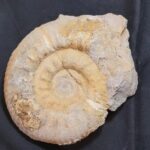 Large Reineckeia anceps Ammonite from France