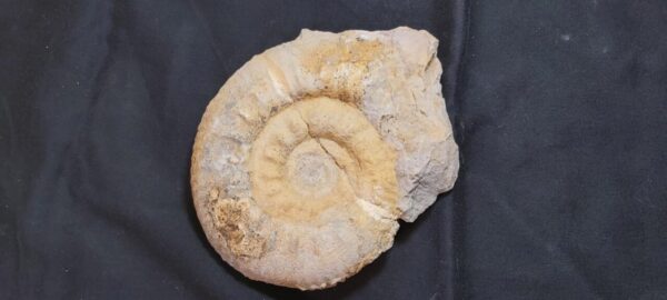 Large Reineckeia anceps Ammonite from France