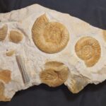 Orthosphinctes Ammonite assemblage from Germany