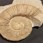 Rare Crioceratites matsumotoi Ammonite from France at the online store fossilcave.com