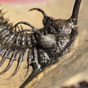 Walliserops trifurcatus Trilobite for sale from Morocco - Image 8