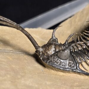 Walliserops trifurcatus Trilobite for sale from Morocco - Image 9