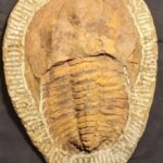 Cambropallas telesto Trilobite fossil from Jbel Ougnat in Morocco at the online store fossilcave.com