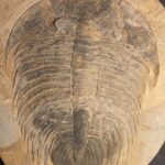 Large 10.75" Dikelokephalina brechleyi Trilobite from Morocco at the online store fossilcave.com